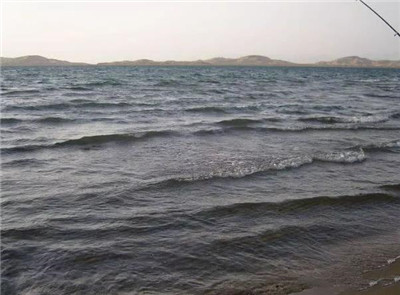 我在新疆的博斯腾湖钓鱼，每隔10分钟就有一条鲤鱼上钩